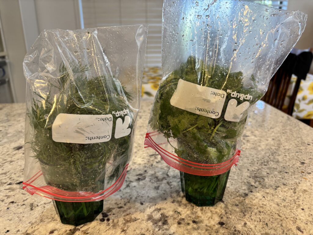 Cilantro and dill ready for refrigeration after hydration