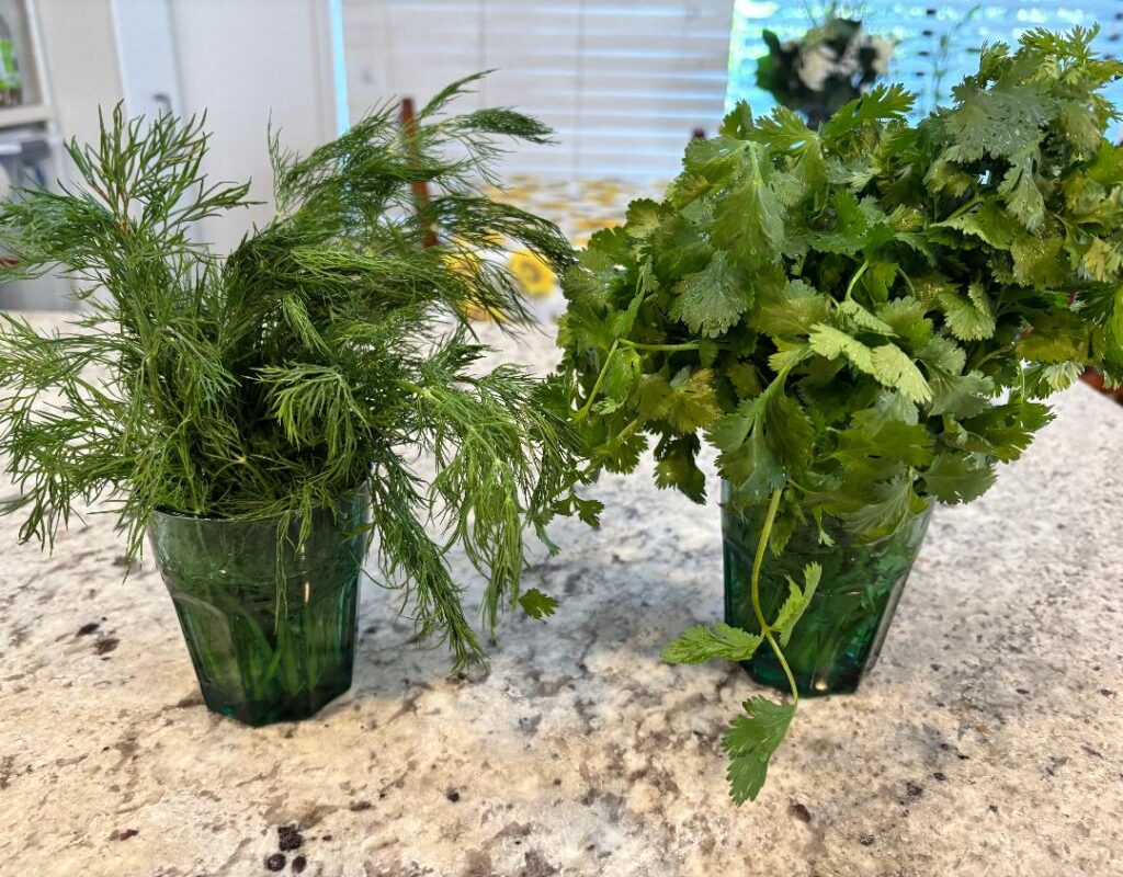 Dill and cilantro refreshed by hydration and ready for use