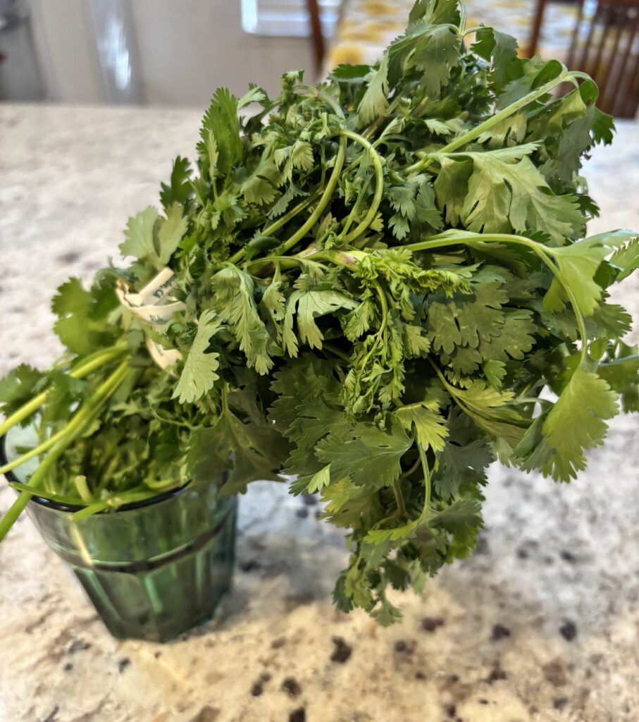 Wilted cilantro before hydration