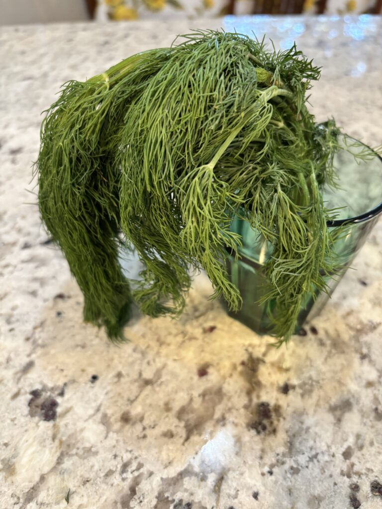 Wilted dill before hydration